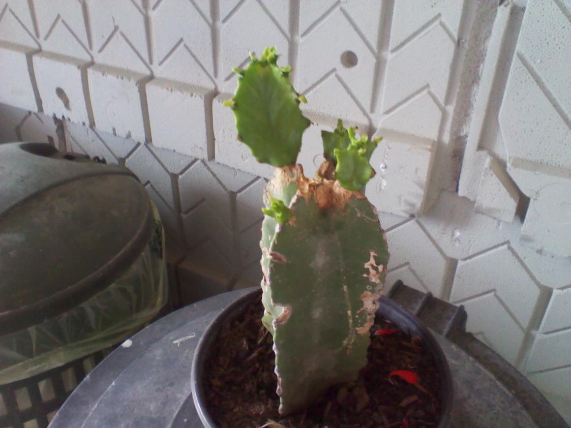 Euphorbia Resinifera