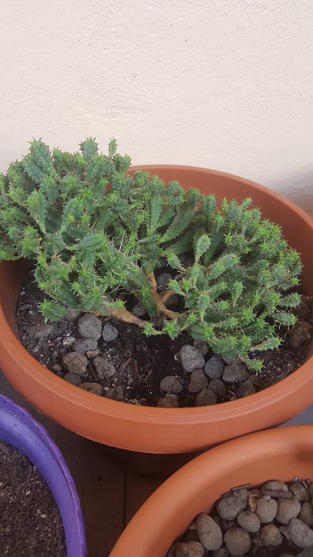 Euphorbia Submammillaris F. Pfersdorfii