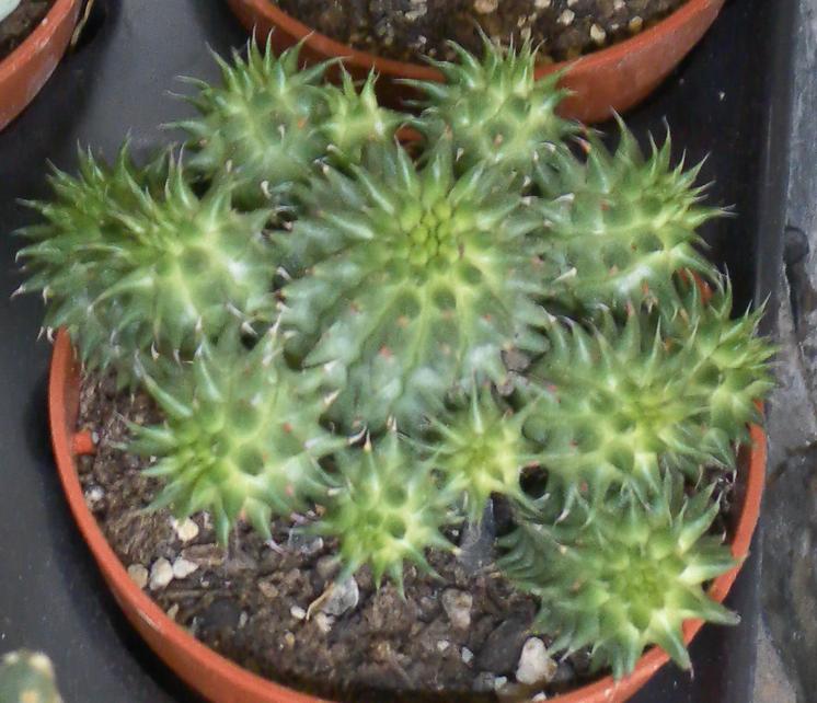 Euphorbia susannae