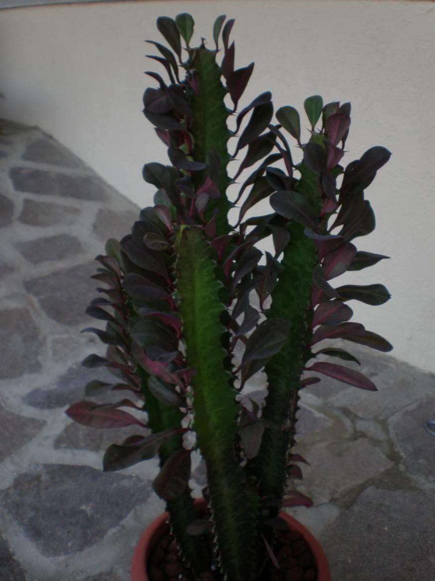 Euphorbia trigona rubra