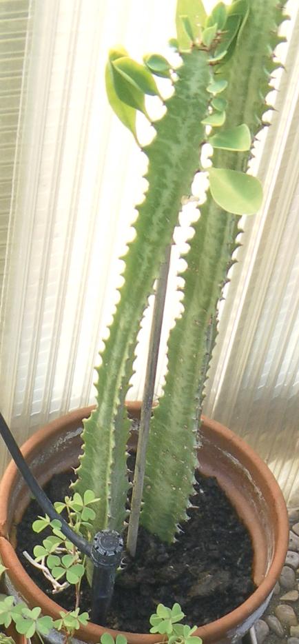 euphorbia trigona