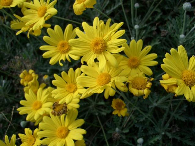 Euryops pectinatus