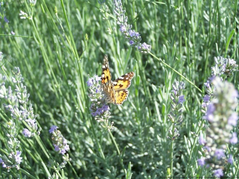 Farfalla su lavanda