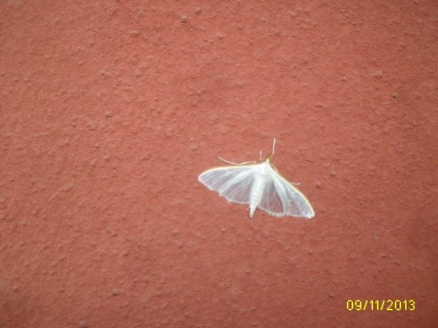 farfallina