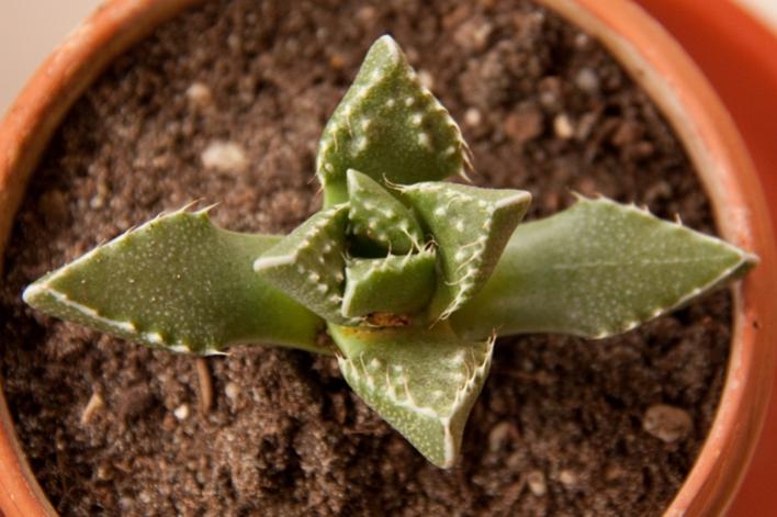 Faucaria Tigrina