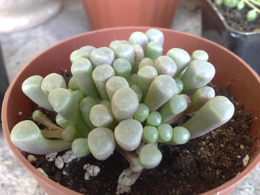 Fenestraria