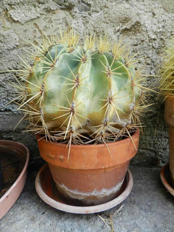 Ferocactus glaucescens