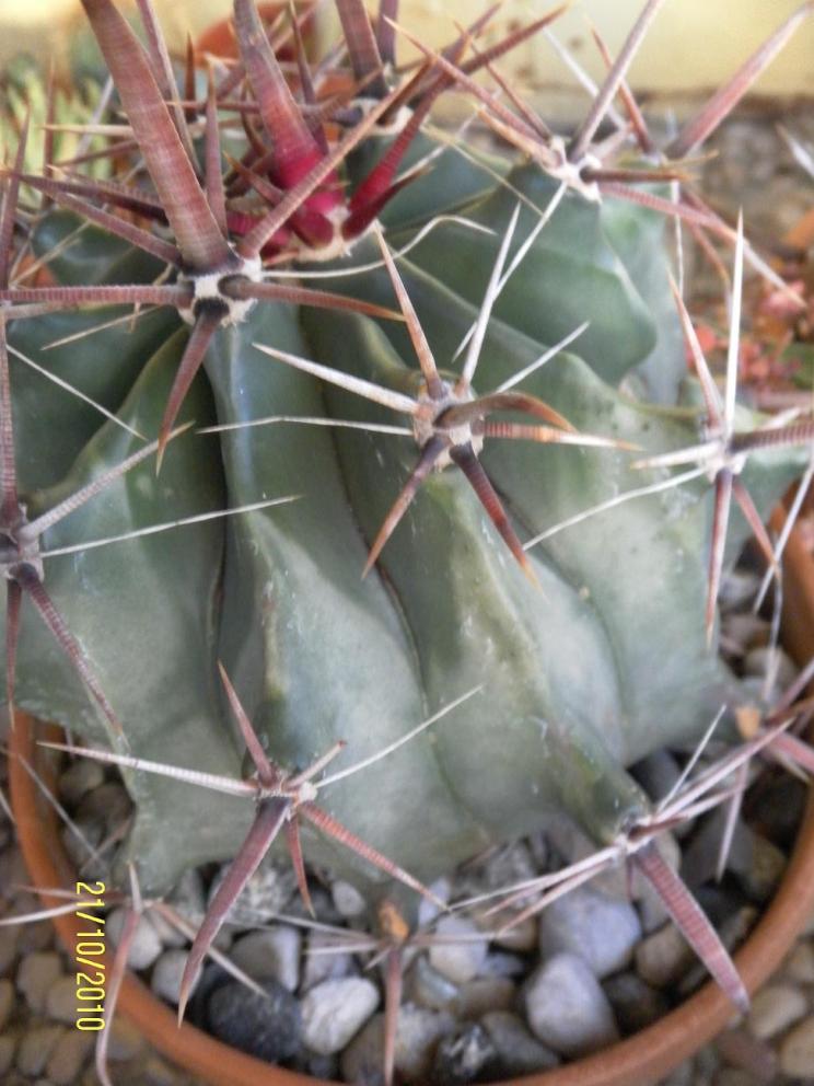 Ferocactus herrerae