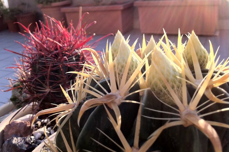 Ferocactus latispinus flavispinus e coloratus