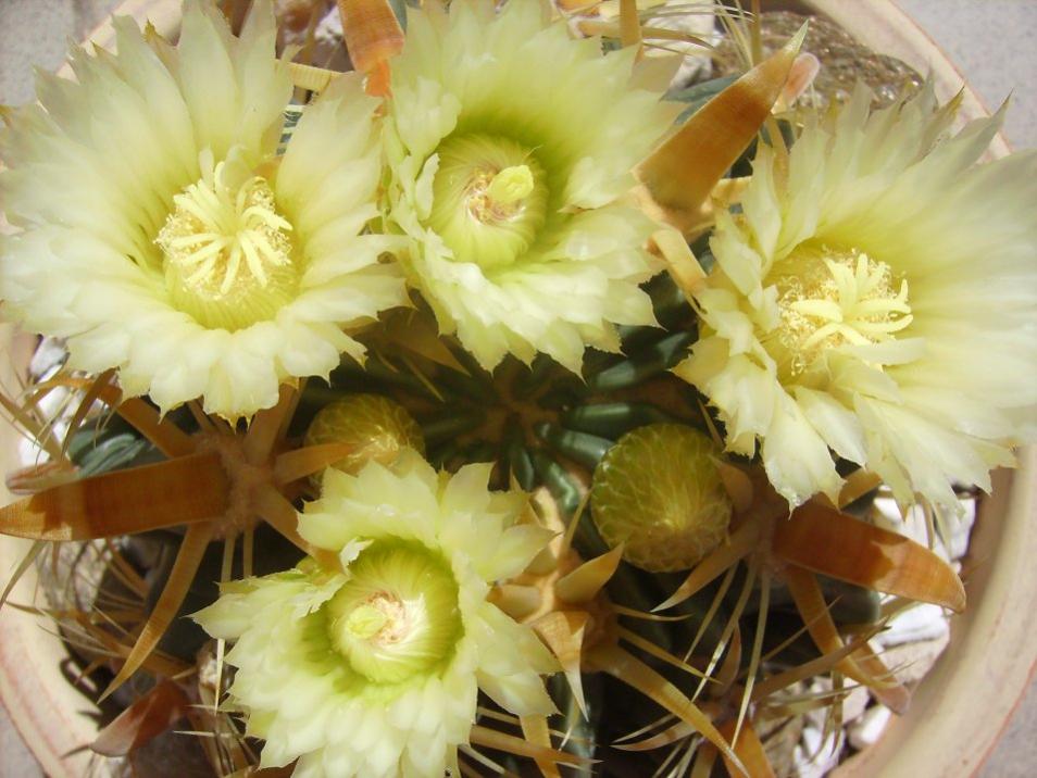 Ferocactus latispinus flavispinus, fiori 2