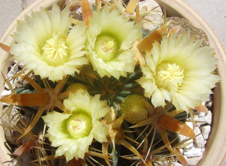 Ferocactus latispinus flavispinus, fiori