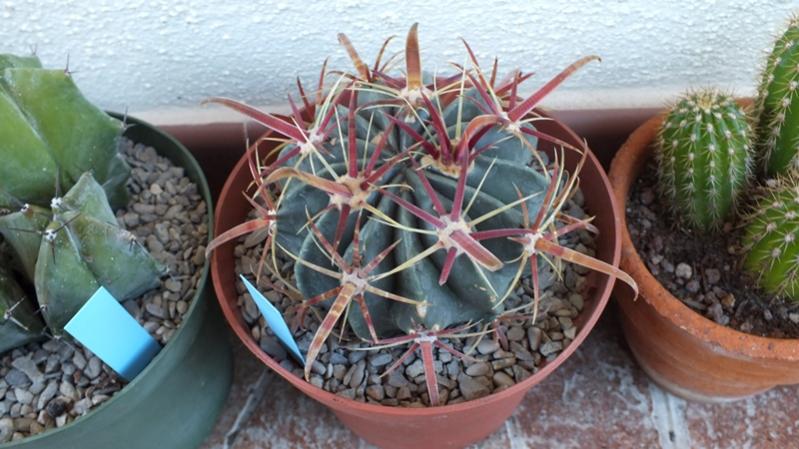 Ferocactus Latispinus