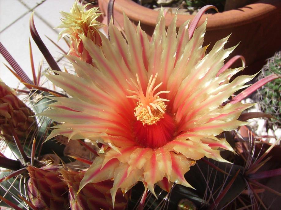 Ferocactus peninsulae