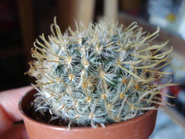 Ferocactus