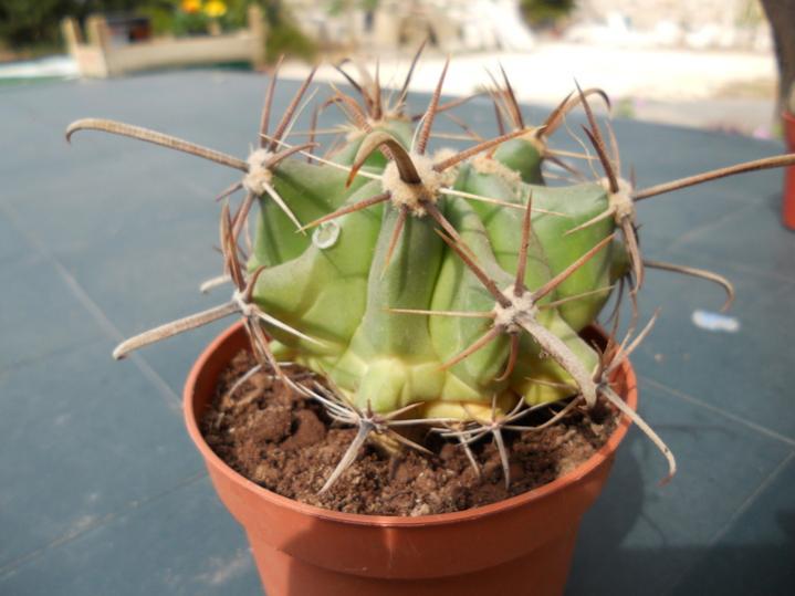 ferocactus.