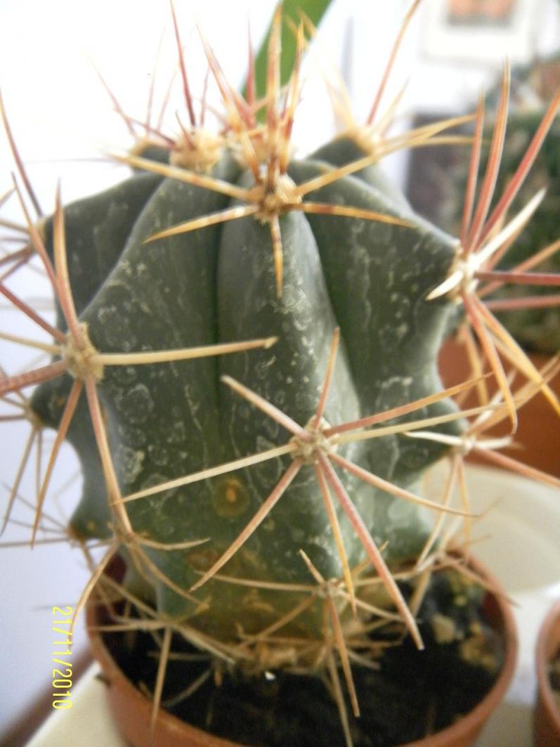 Ferocactus