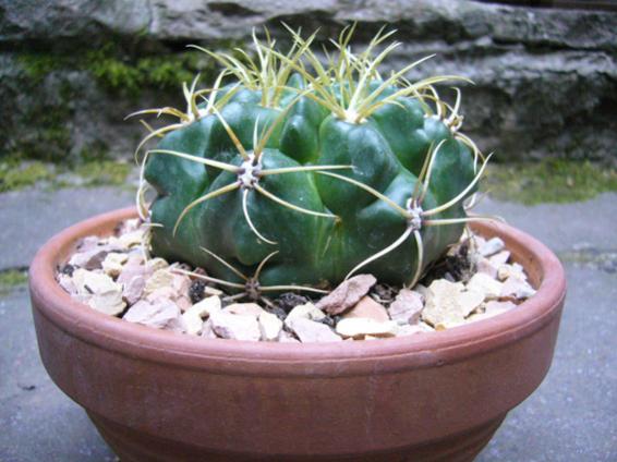 ferrocactus.