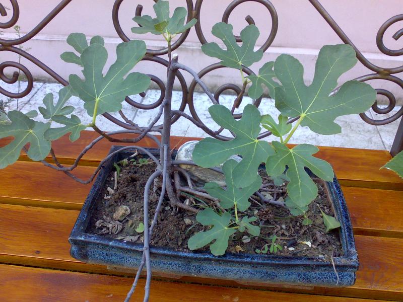 fico bonsai