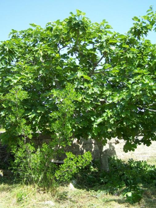 fico di San Giovanni, con giuggiola in primo piano