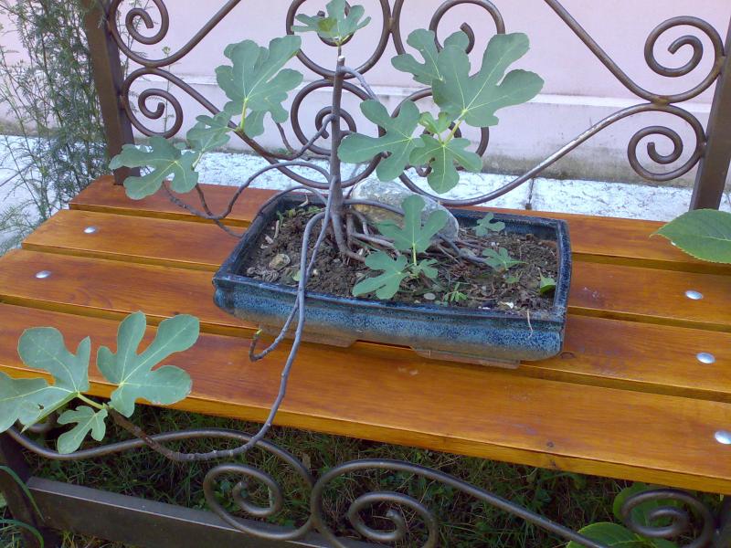 fico mezzo bonsai