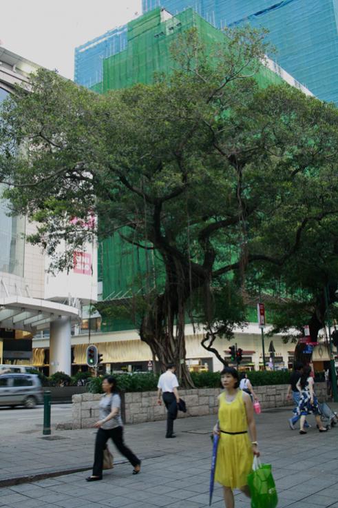 Ficus ai bordi delle strade, Hong Kong.