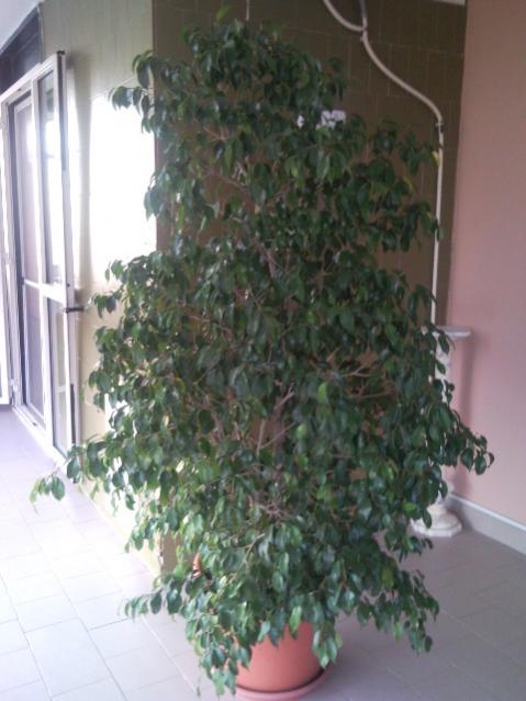 Ficus benjami.