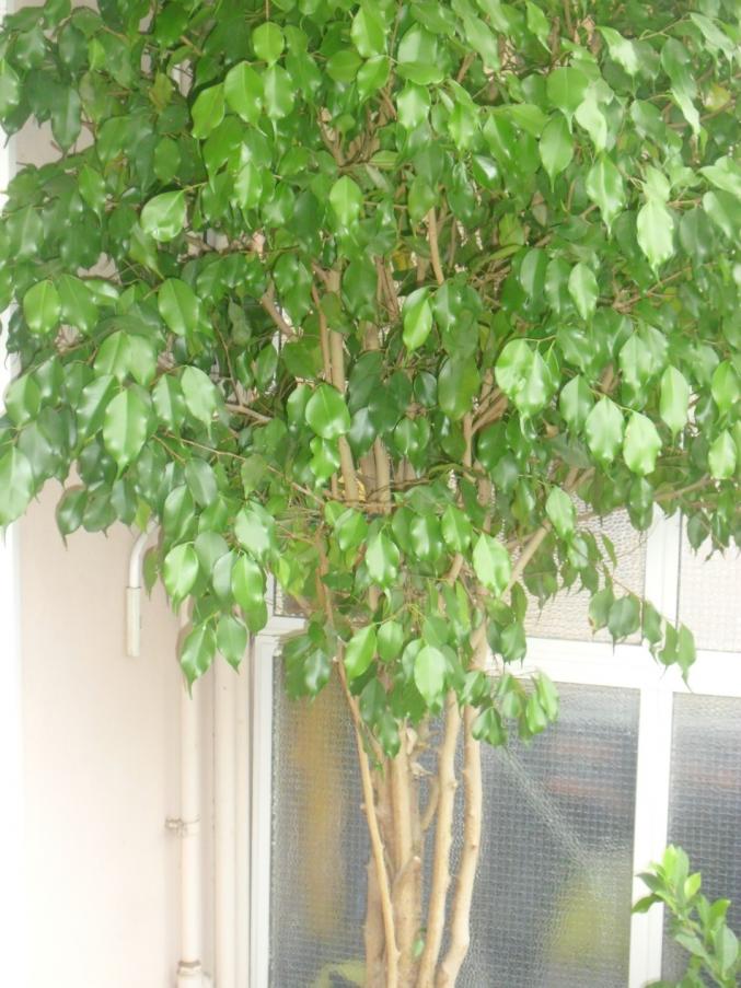 ficus  benjamin