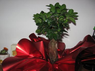 ficus ginseng appena comprato