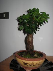 ficus ginseng