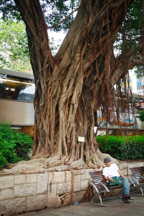 Ficus Hong kong...