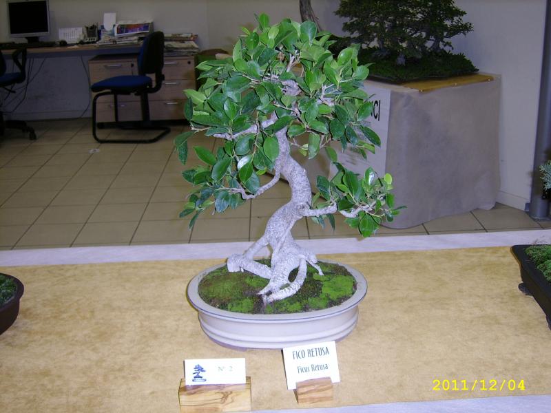 Ficus