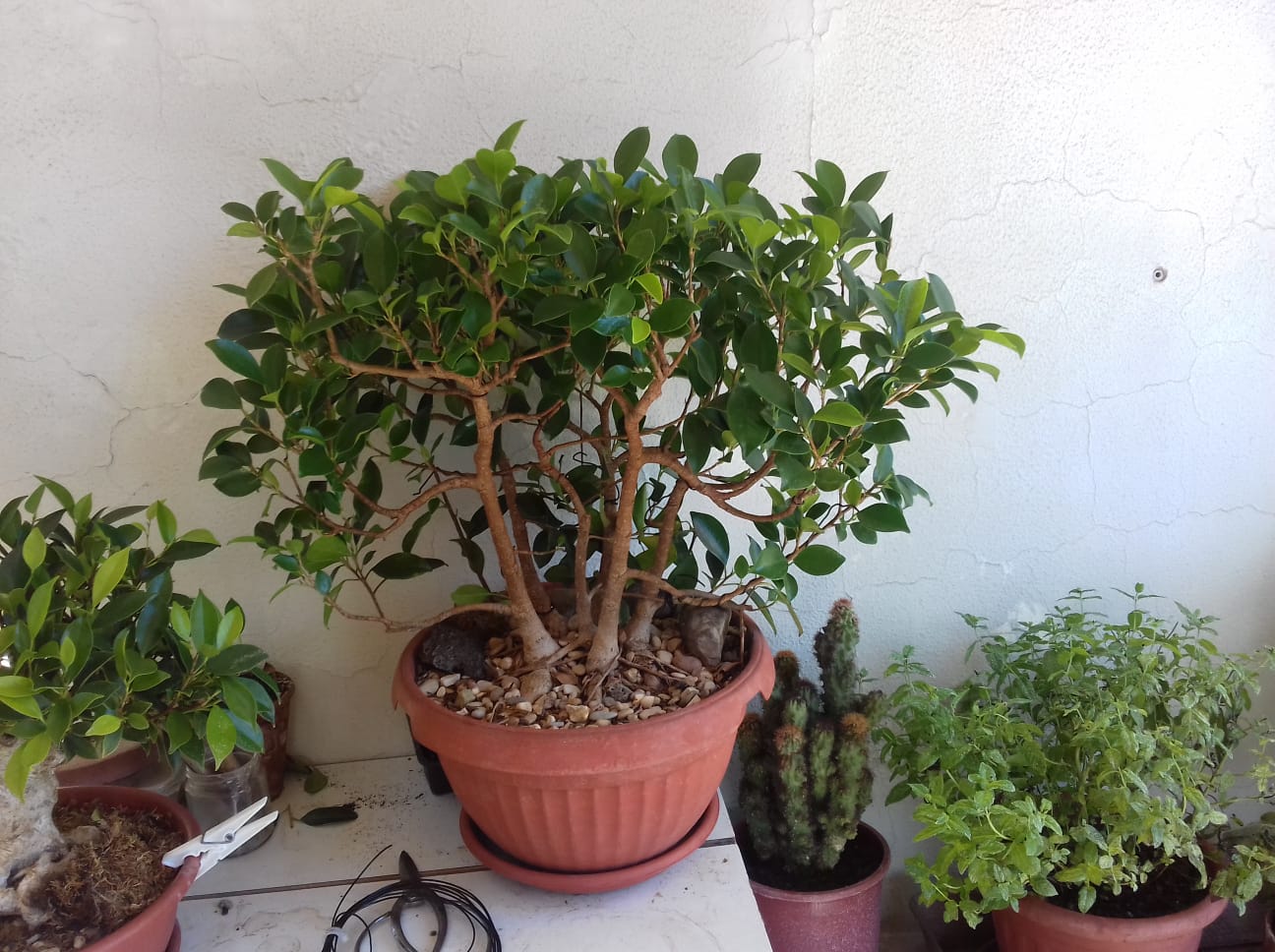 Ficus