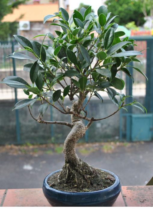 Ficus.