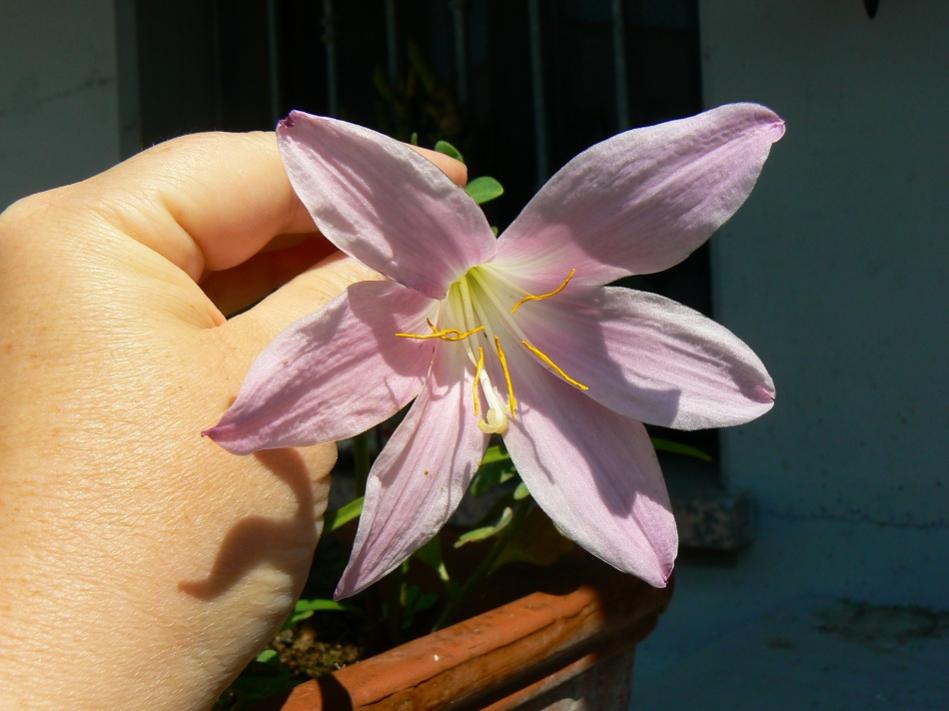 finalmente è fiorito il primo habranthus robustus