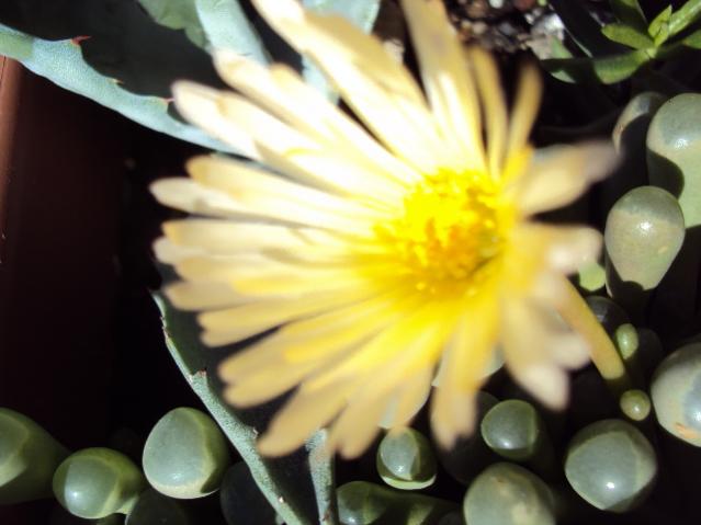 finestraria