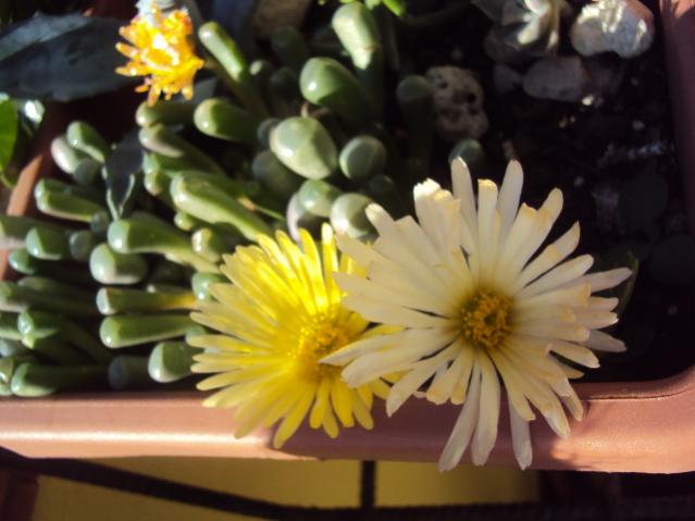 finestraria
