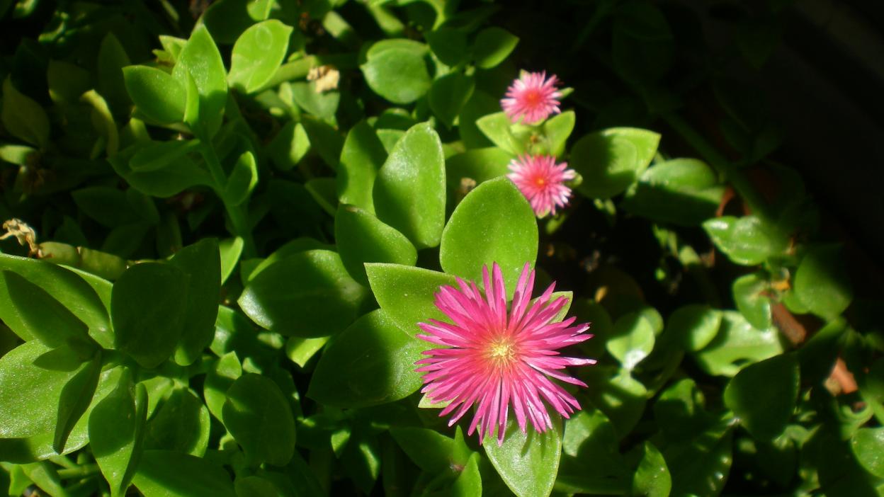 fiore aptenia cordfolia 2012