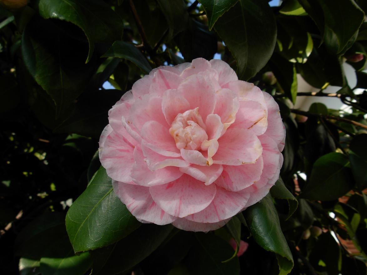 Fiore di camelia