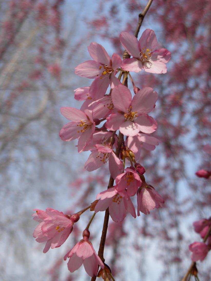 Fiore di ciliegio giapponese- particolare
