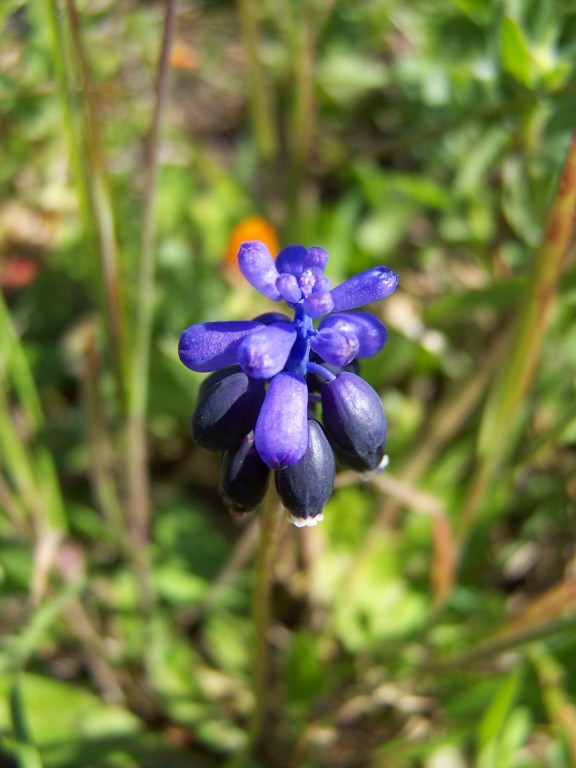 fiore di lampascione