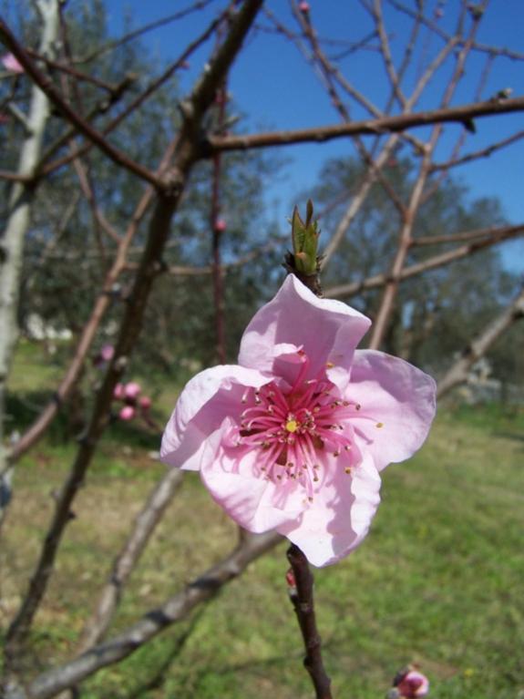 fiore di pesco