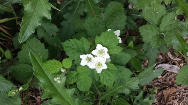 Fiore di rovo