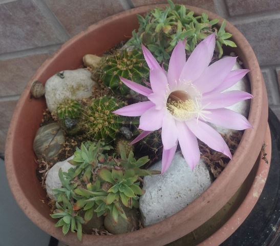 Fiore Echinopsis Multiplex