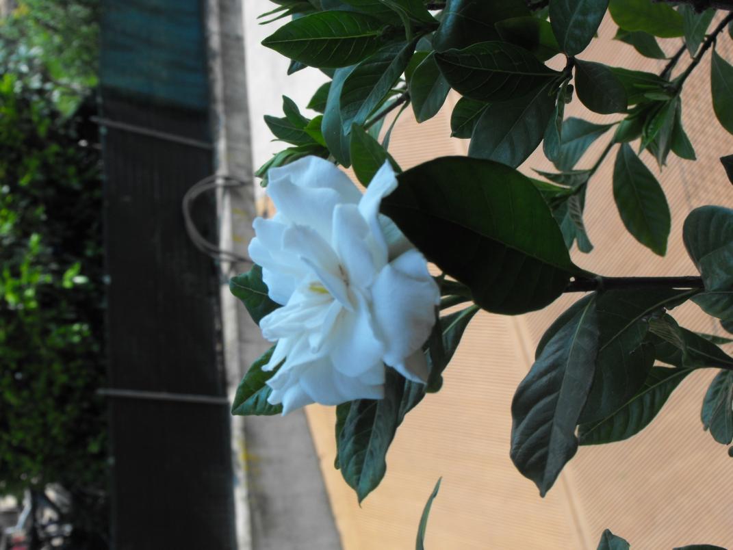 fiore gardenia_20