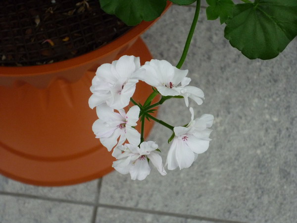 fiore geranio
