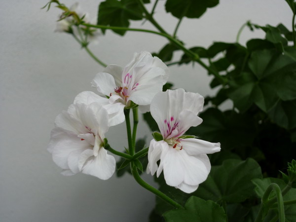 fiore geranio1