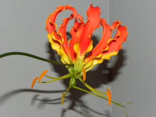 Fiore Gloriosa Ro