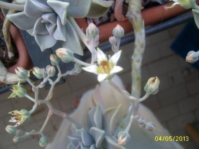 fiore graptopetalum parag.