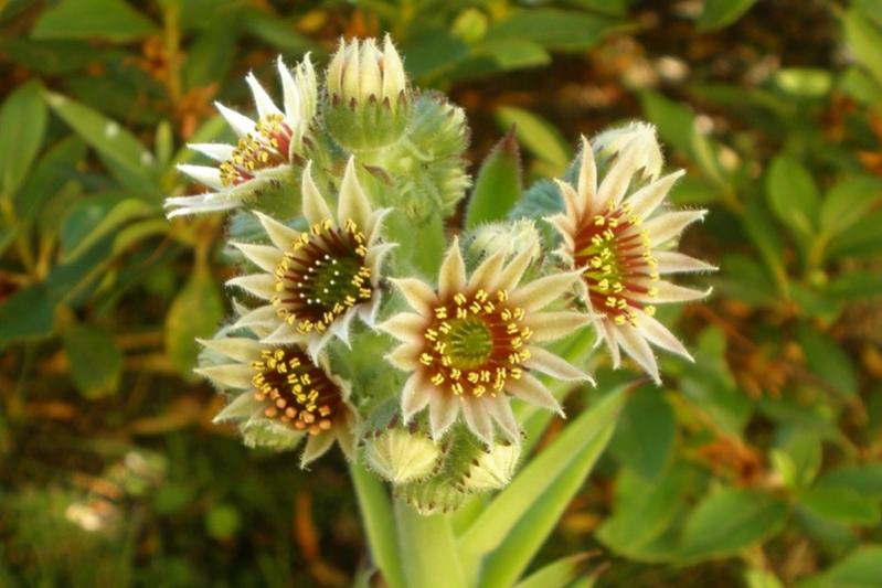 fiore sempervivum