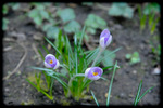 fiorellinoviola